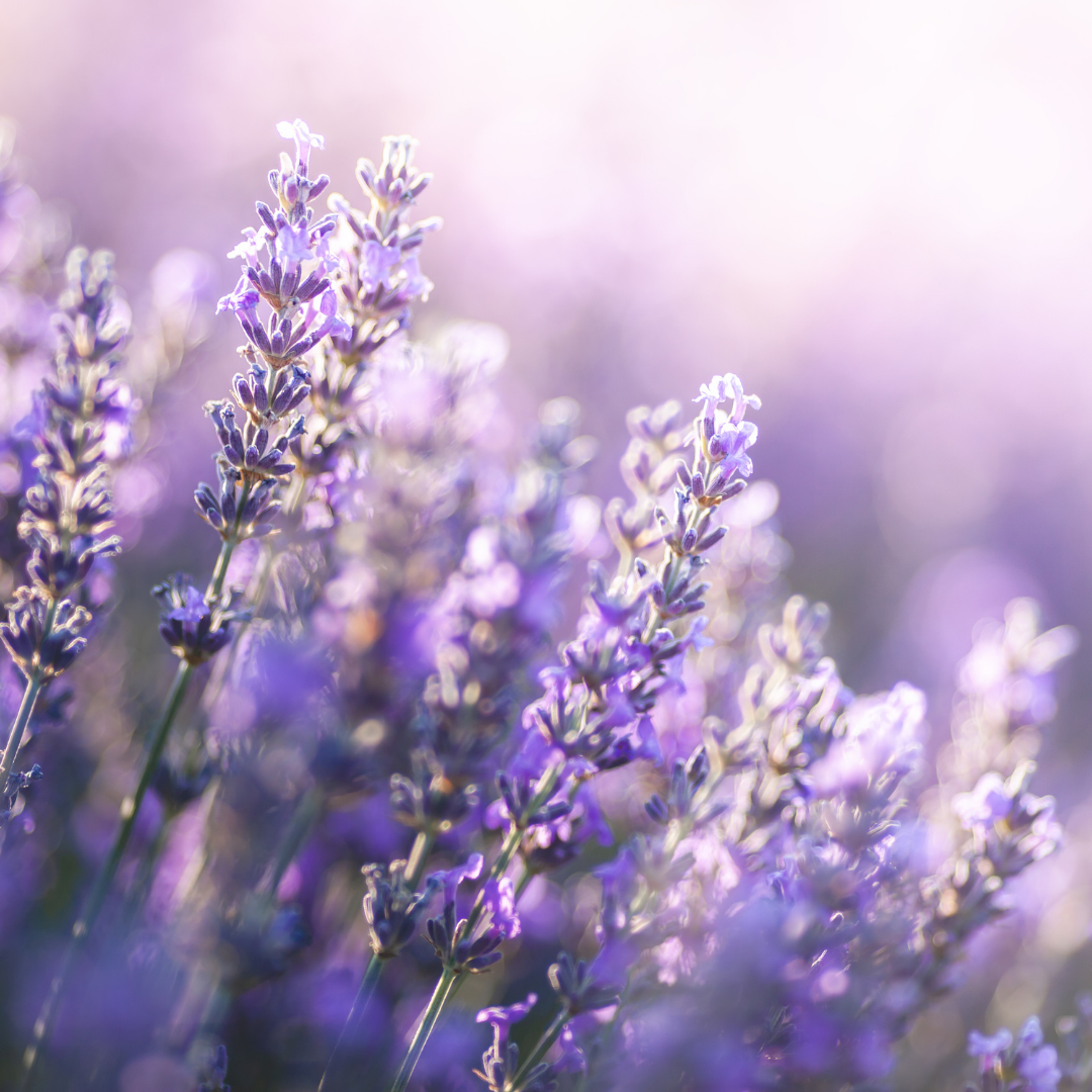 Lavender -  a plant with powerful benefits